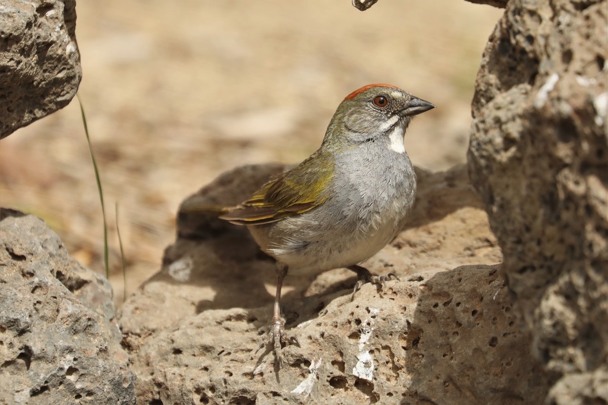 Green-tailed Towhee - Chuck Gates