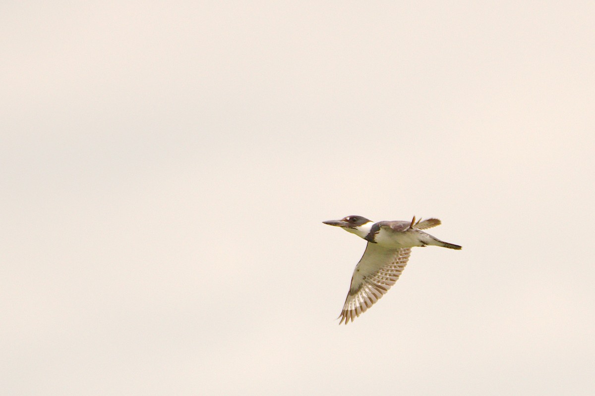 Belted Kingfisher - ML458735151