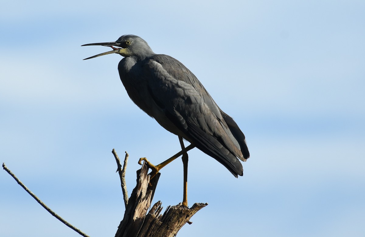 White-faced Heron - ML458735821