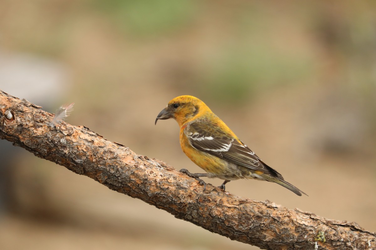 White-winged Crossbill - ML458735991