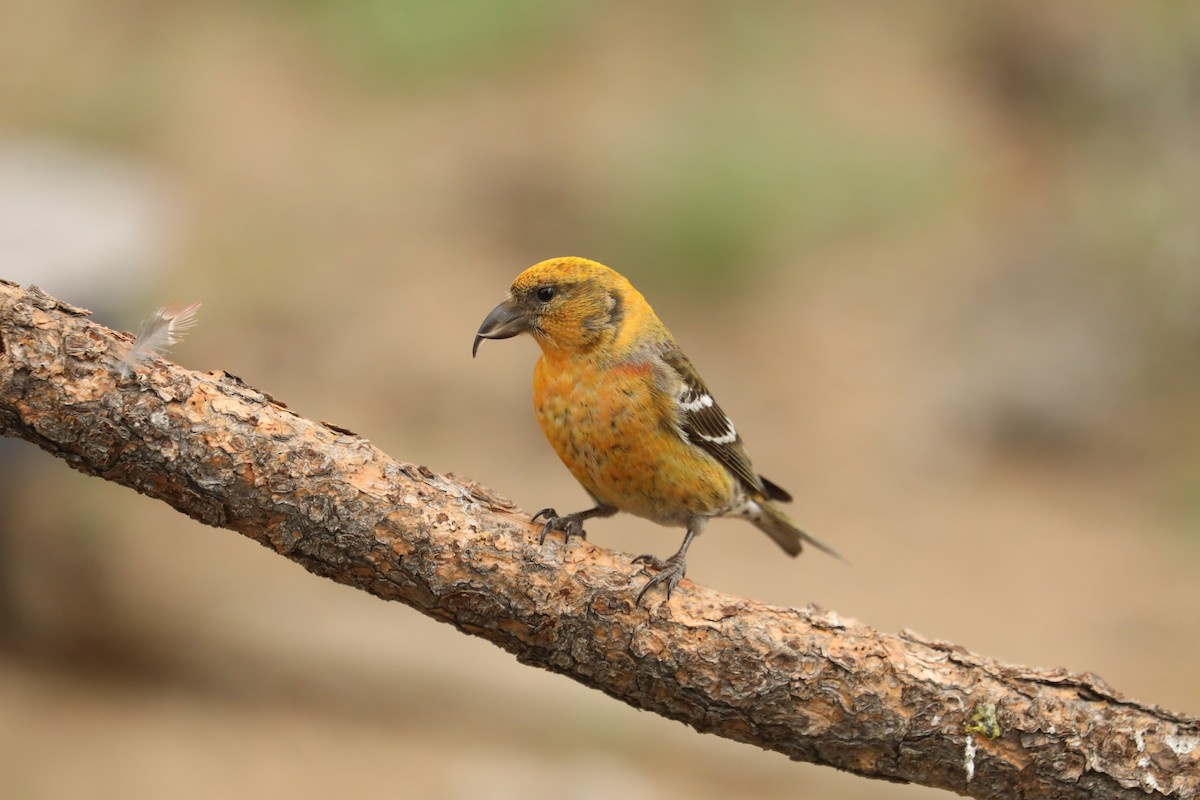 White-winged Crossbill - ML458736031