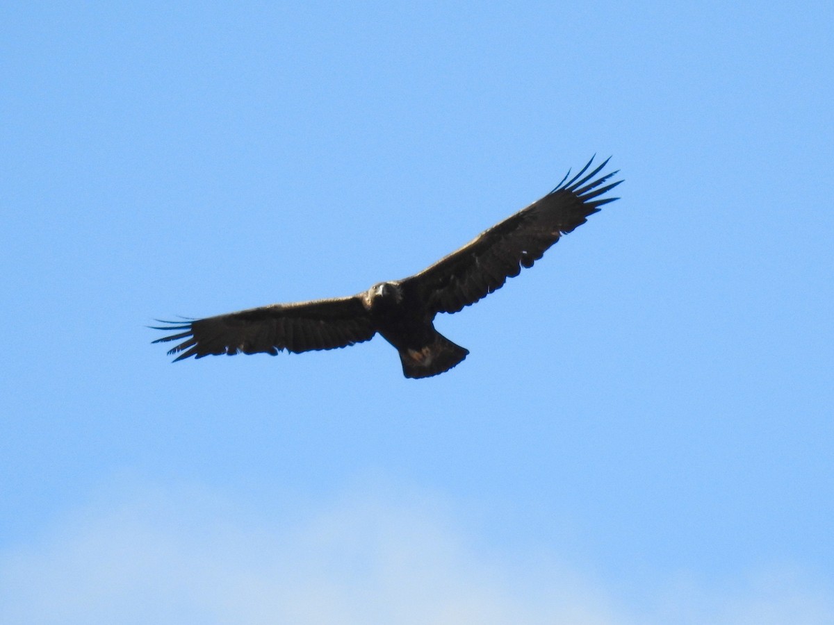 Steinadler - ML45873621
