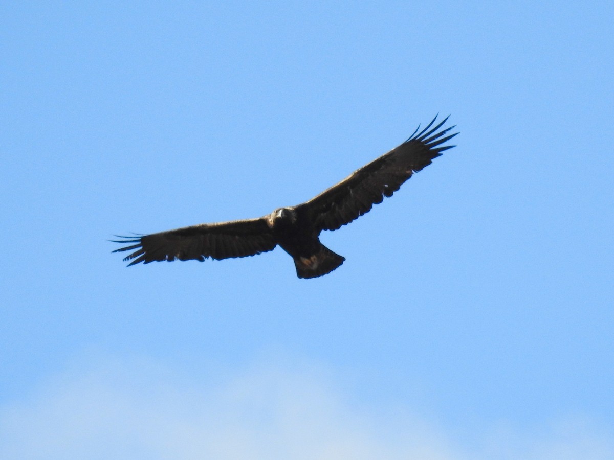 Golden Eagle - ML45873621