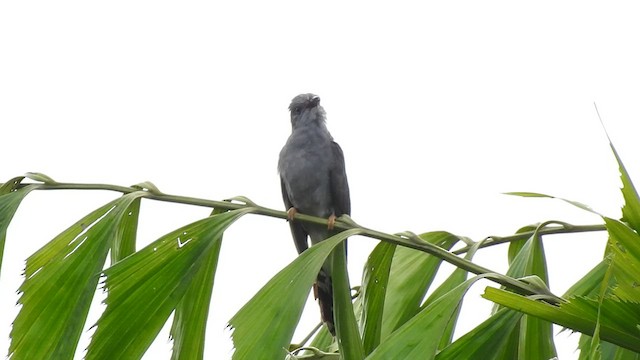 Gray-bellied Cuckoo - ML458736361