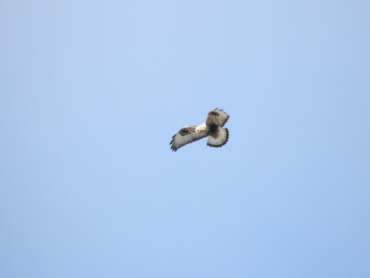 Raufußbussard - ML45873741