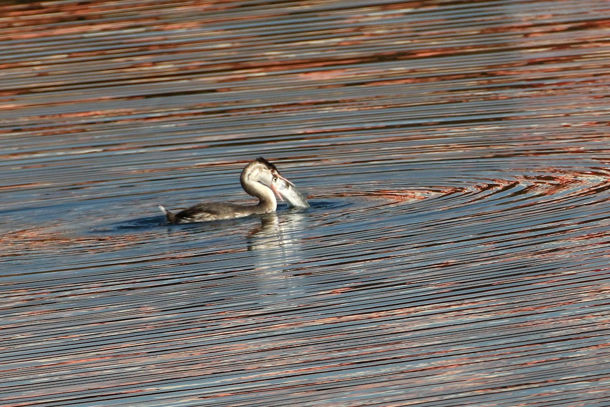 Great Crested Grebe - ML458737471