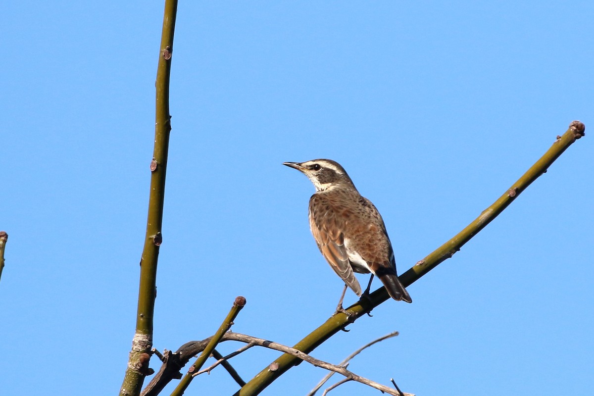 Dusky Thrush - Atsushi Shimazaki