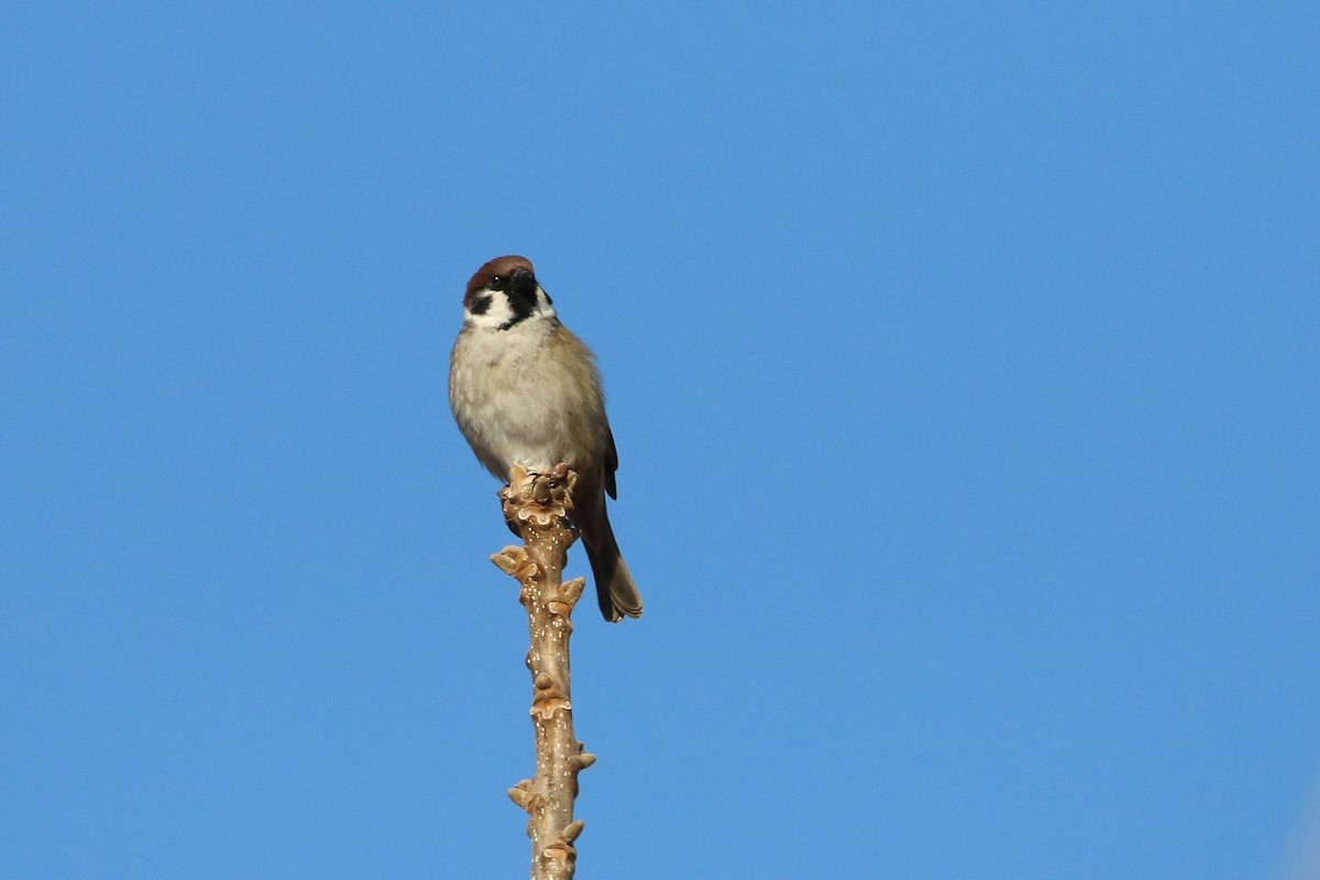 Eurasian Tree Sparrow - ML458737541