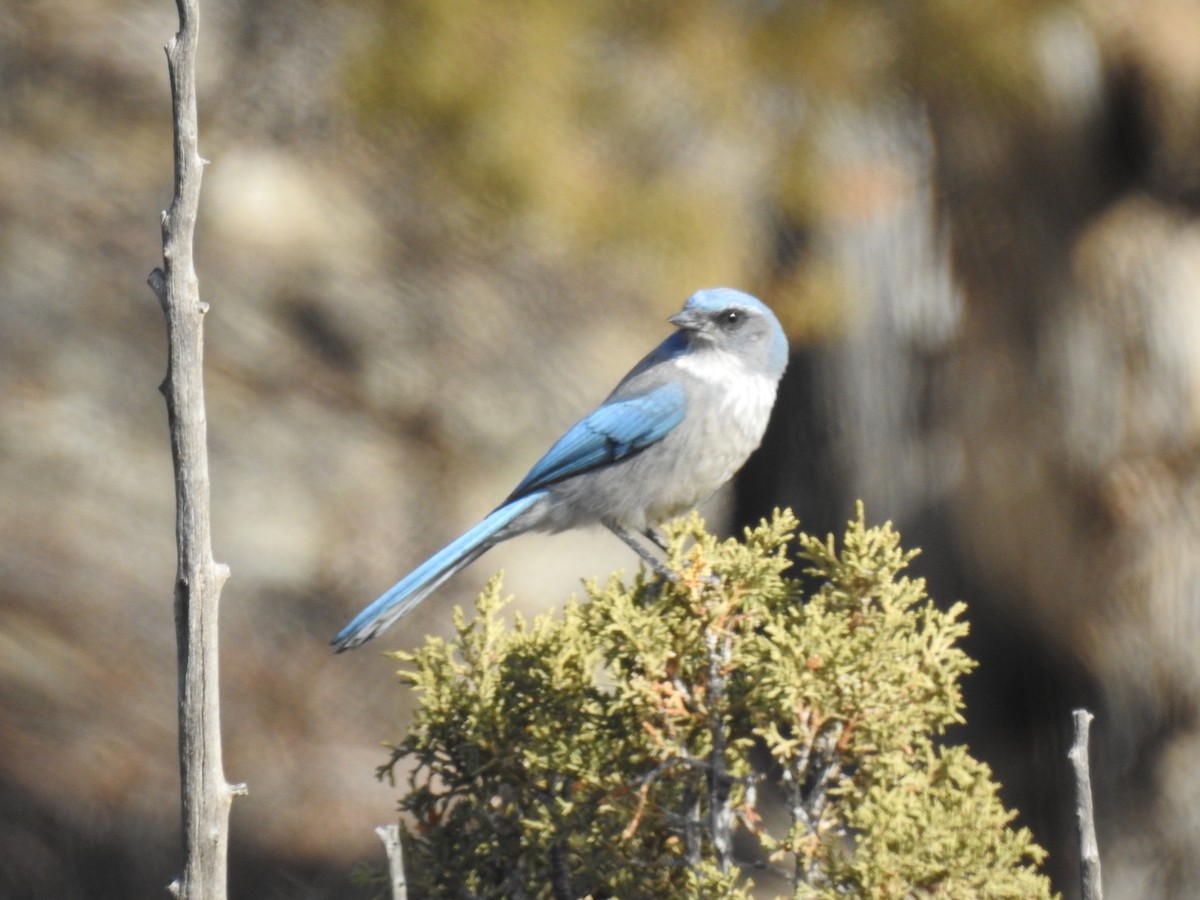 Woodhouse's Scrub-Jay - ML45873881