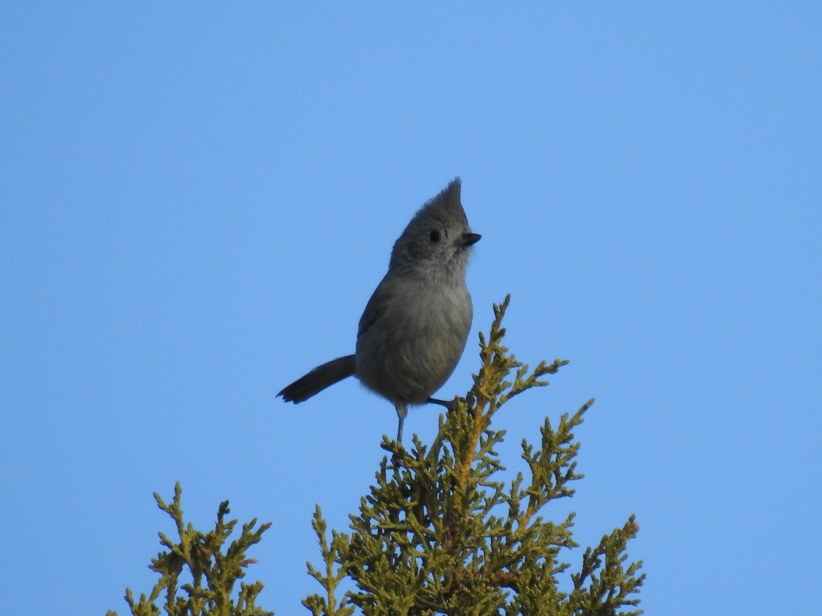 Juniper Titmouse - ML45873921