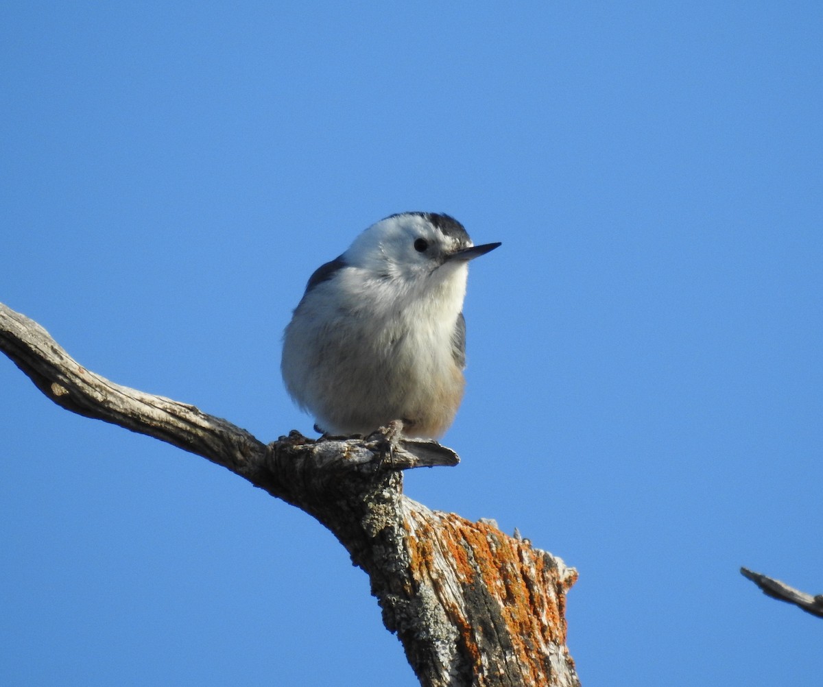 White-breasted Nuthatch - ML45873981