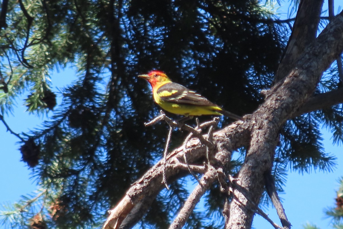 Western Tanager - ML458740051