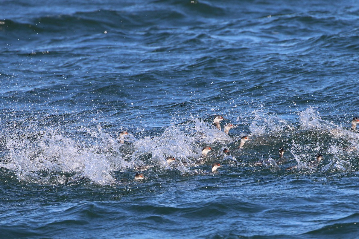 Eared Grebe - Atsushi Shimazaki