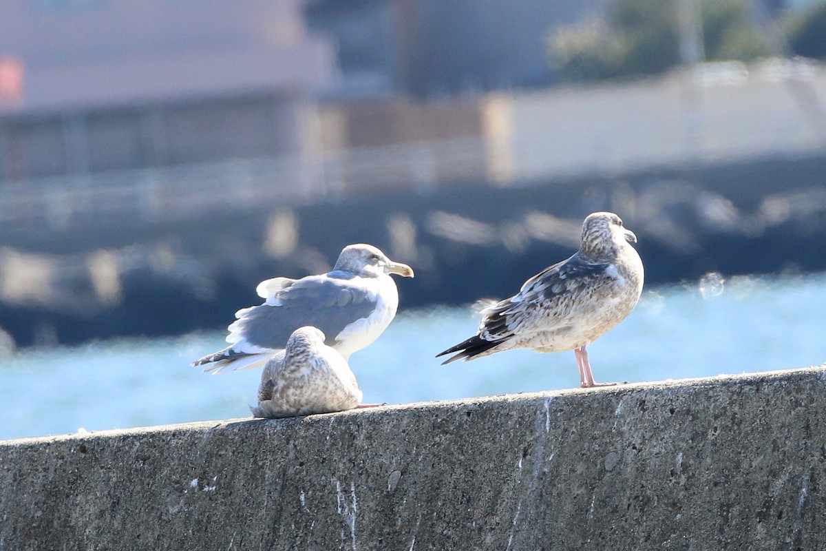 Glaucous-winged Gull - ML458741851