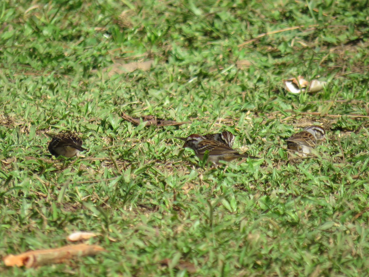 Chipping Sparrow - ML45874481