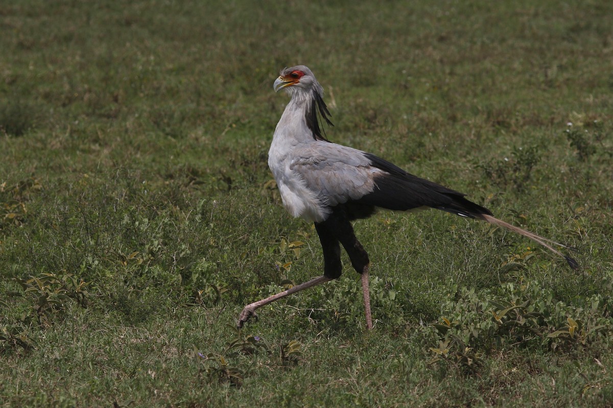 Secretarybird - John C Sullivan