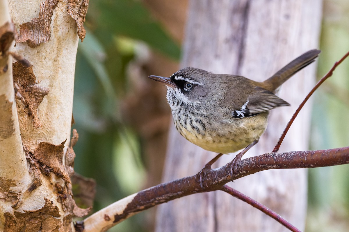 Spotted Scrubwren - David Southall