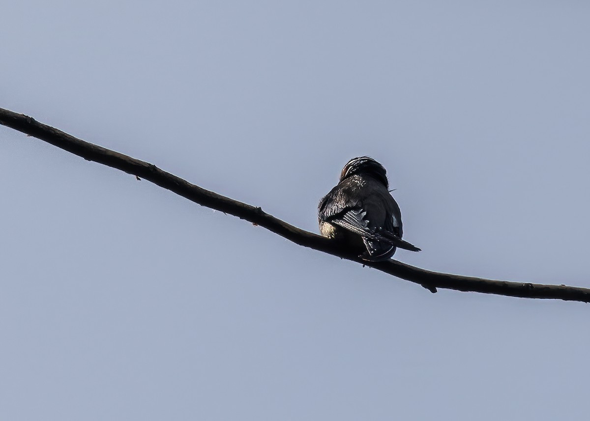 Whiskered Treeswift - ML458745991