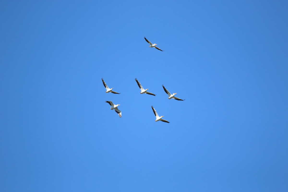 American White Pelican - ML458746961