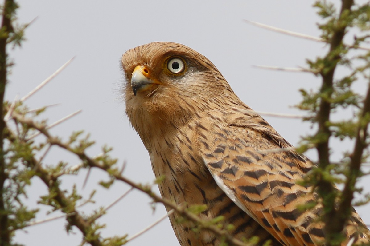 Greater Kestrel - John C Sullivan