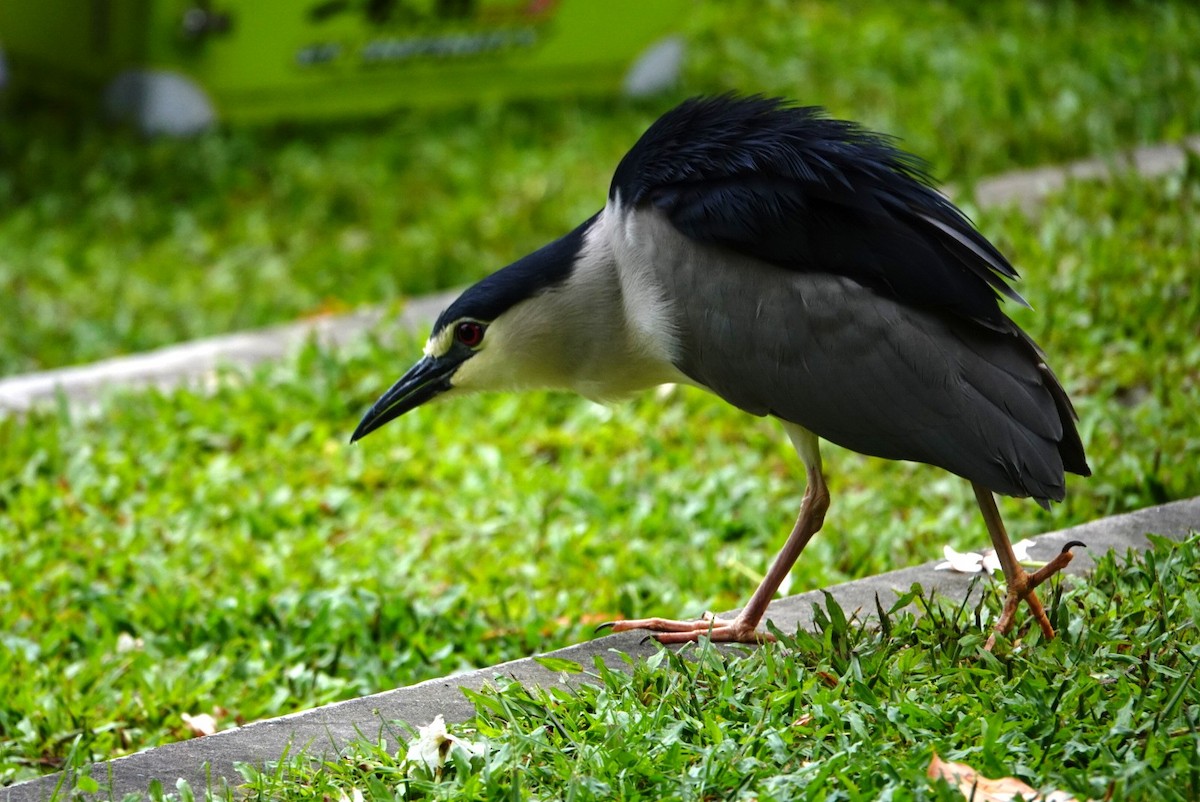 Black-crowned Night Heron - ML458747571