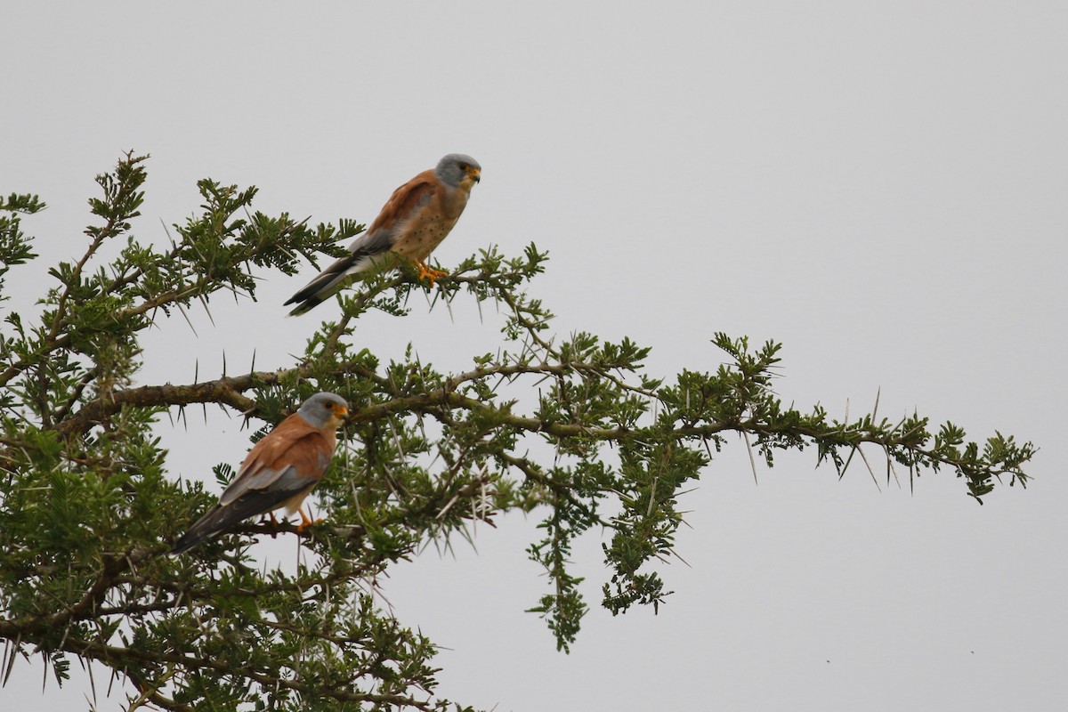 Lesser Kestrel - ML45874771