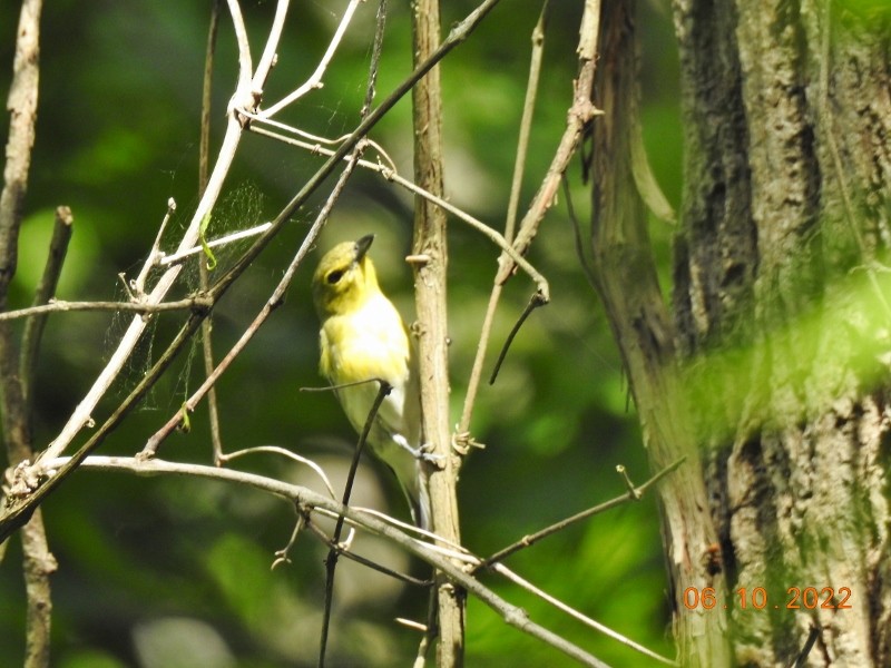 Vireo Gorjiamarillo - ML458749511