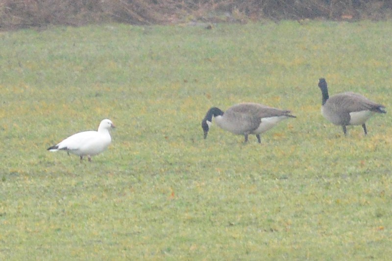 Ross's Goose - ML45875021