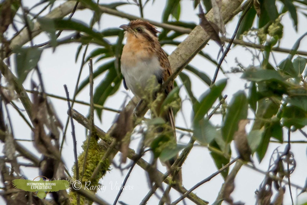 Striped Cuckoo - ML458751911