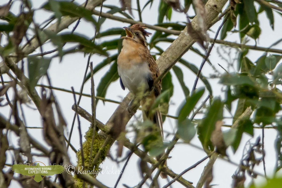 Striped Cuckoo - ML458751921