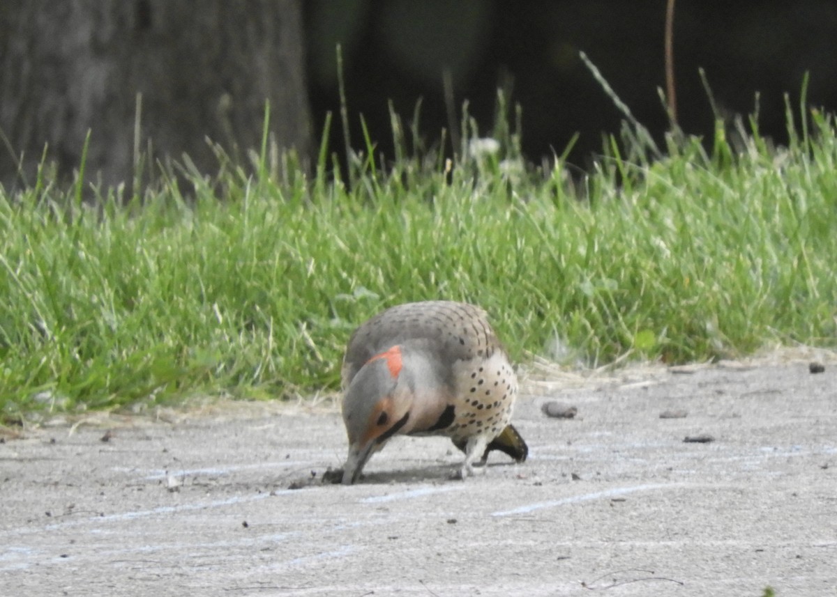 Northern Flicker (Yellow-shafted) - ML458752211