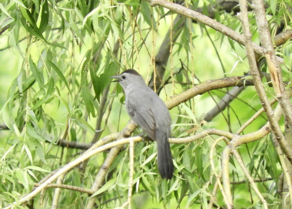 Кошачий пересмешник - ML458752351