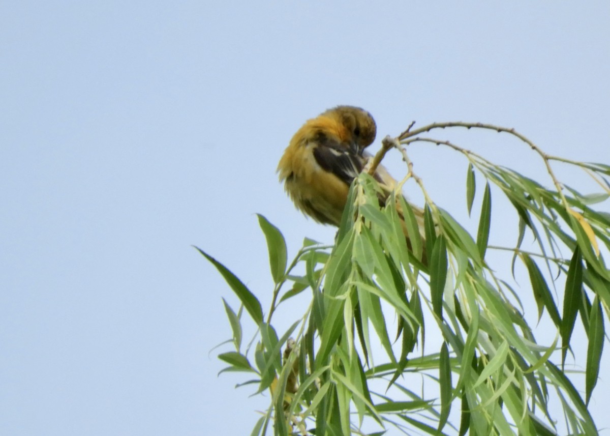 Baltimore Oriole - ML458752811