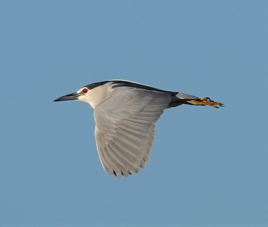 Black-crowned Night Heron - Mark Robbins