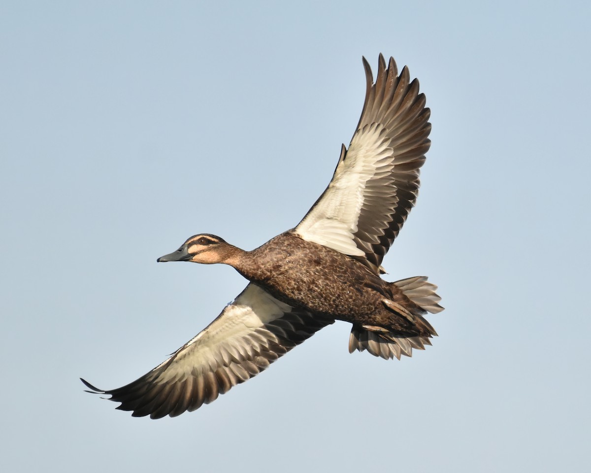 Pacific Black Duck - ML458753381