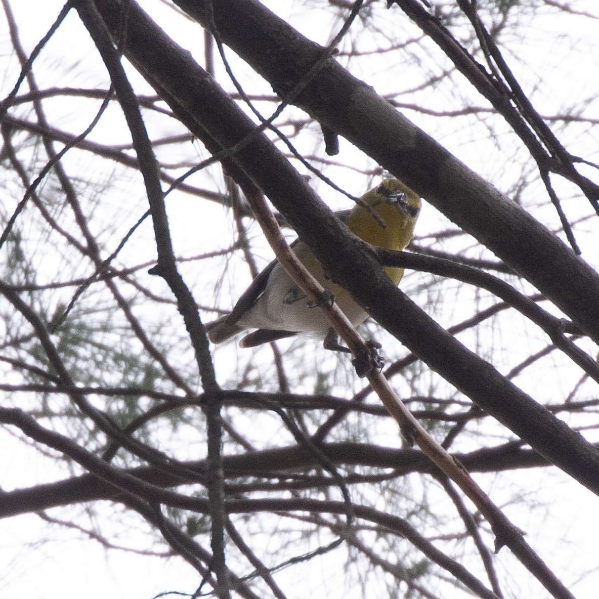 Yellow-throated Vireo - ML458754171