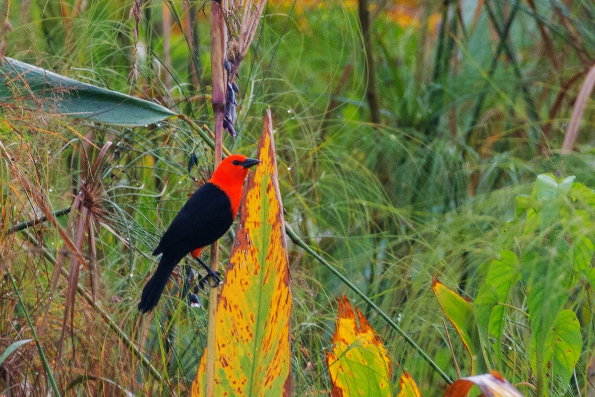 Scarlet-headed Blackbird - Juan Francisco Arrachea