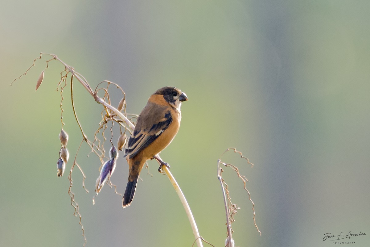 Rusty-collared Seedeater - ML458754811