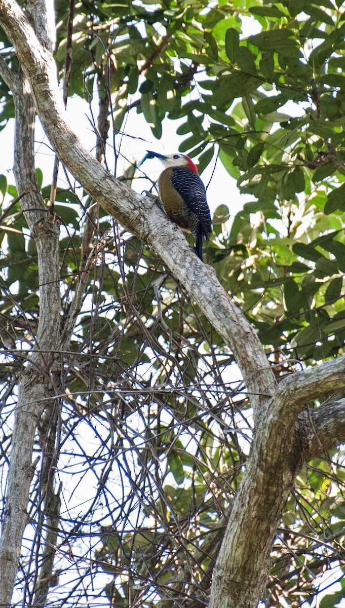 Jamaican Woodpecker - ML458755741