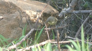  - Basra Reed Warbler