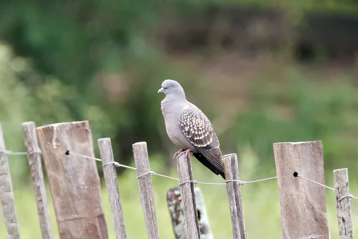 Spot-winged Pigeon - ML458755991
