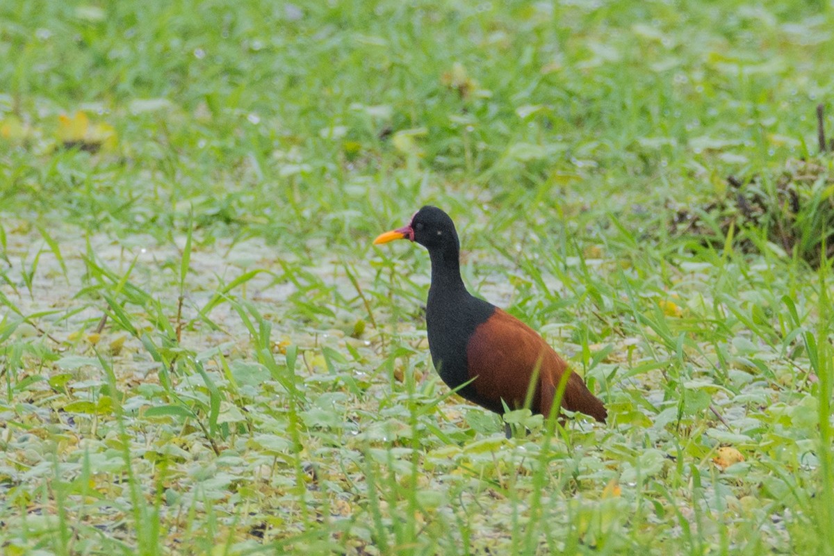 Wattled Jacana - ML458756451