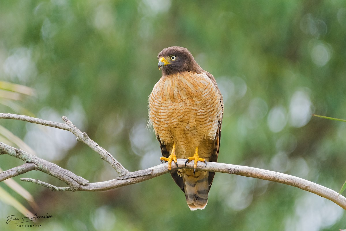 Roadside Hawk - ML458756461