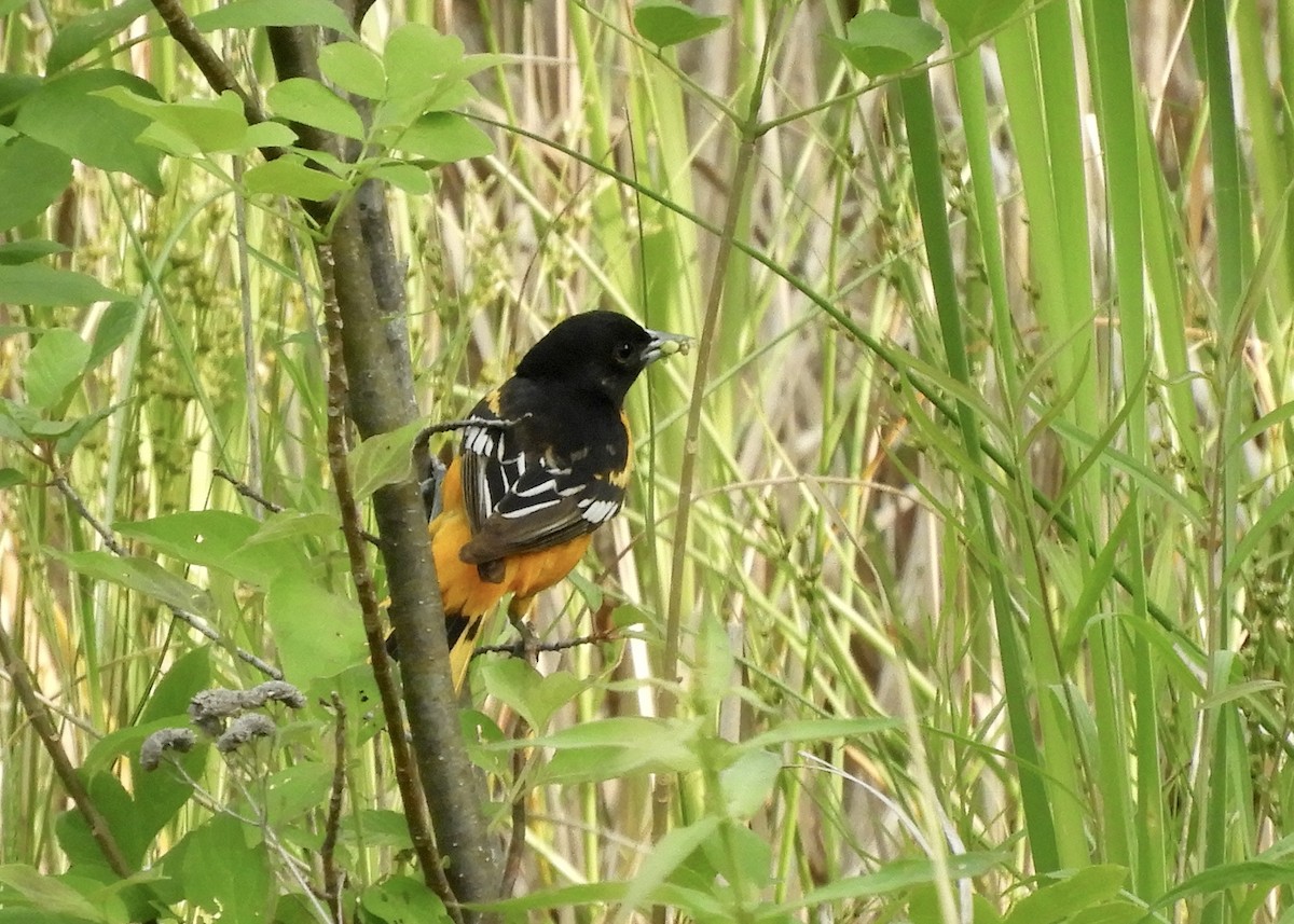 Baltimore Oriole - ML458756711