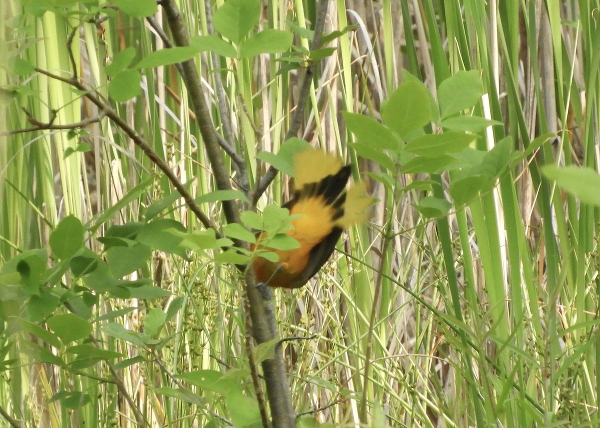 Baltimore Oriole - ML458756981