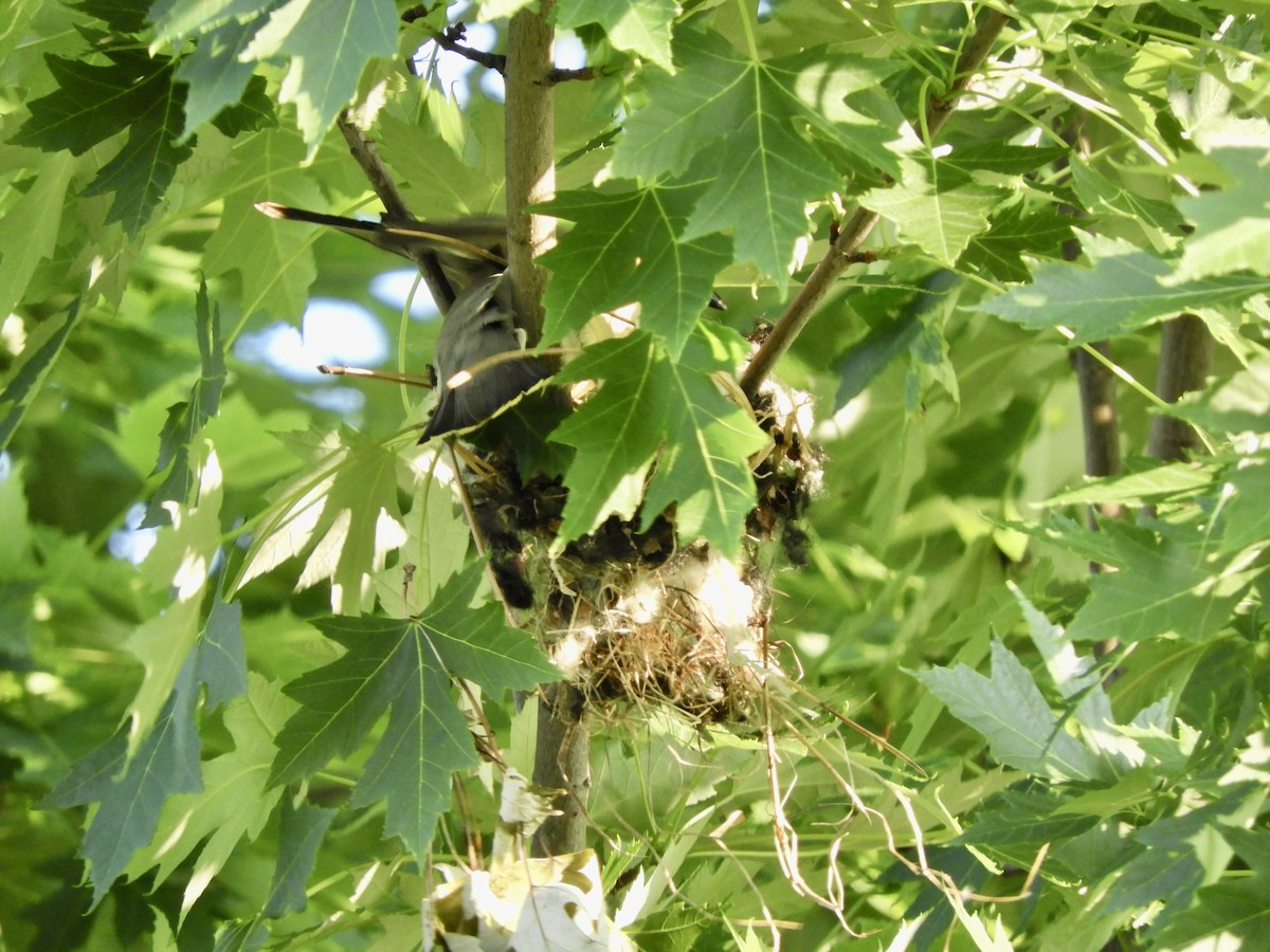 Cedar Waxwing - ML458757511