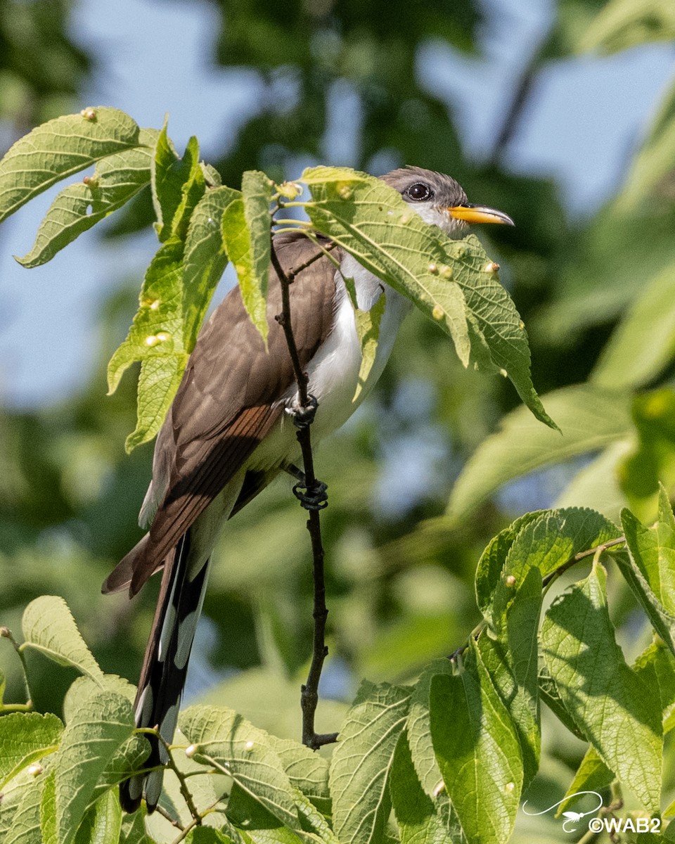 Yellow-billed Cuckoo - ML458757521