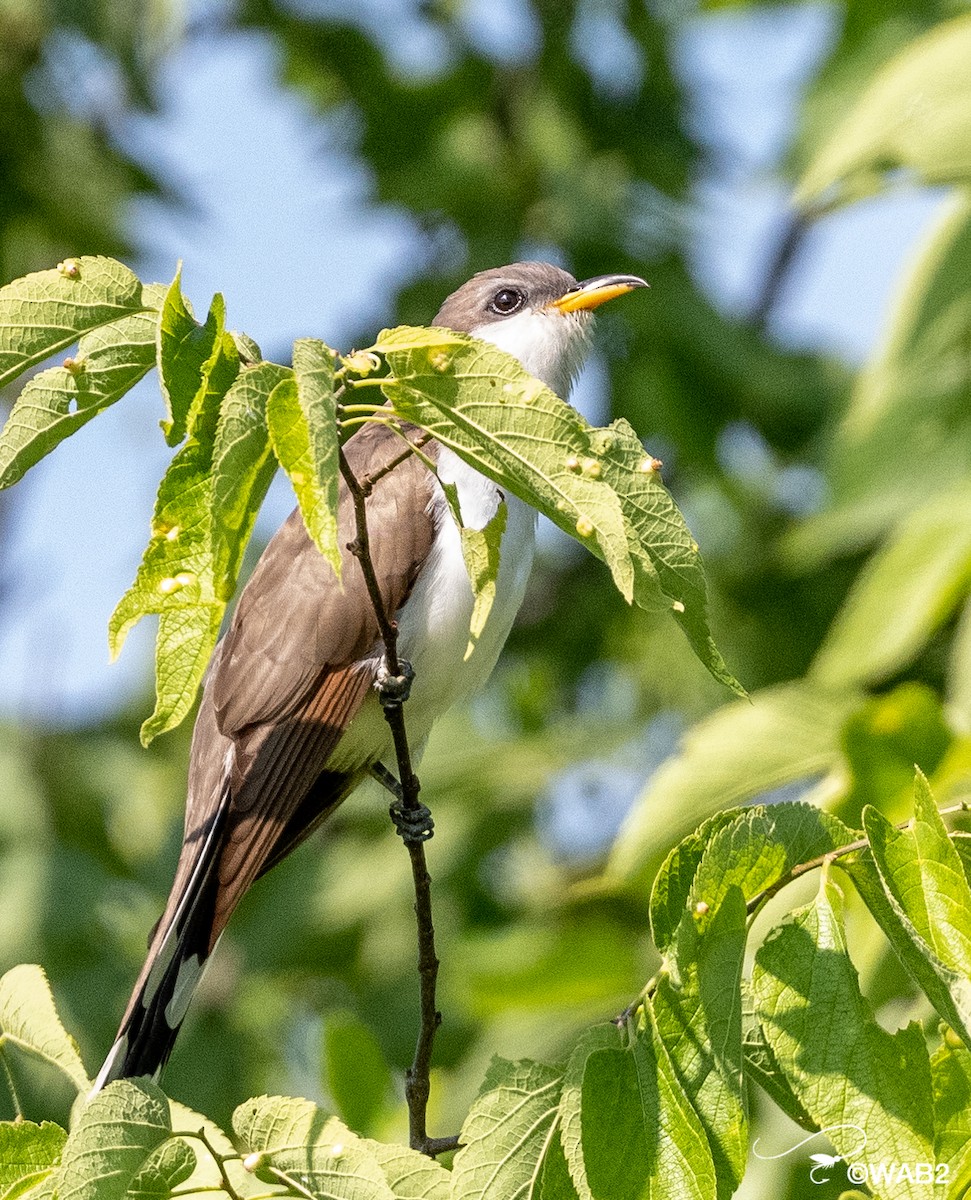 Yellow-billed Cuckoo - ML458757531