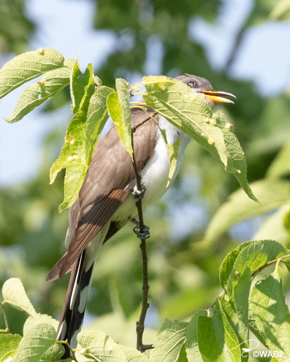 Yellow-billed Cuckoo - ML458757571