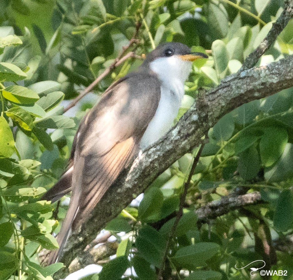 Yellow-billed Cuckoo - ML458757581